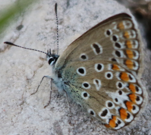 Tutti Polyommatus icarus? No, P. bellargus e P. dorylas