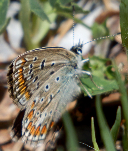 P. icarus ? S, tutti Polyommatus (Polyommatus) icarus