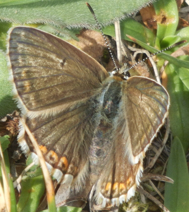 Polyommatus bellargus e Polyommatus coridon