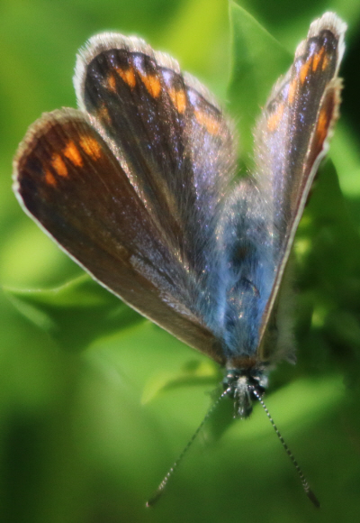 Polyommatus icarus e Plebejus sp. (cfr.)