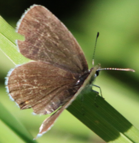 Cupido (Everes) argiades, Lycaenidae