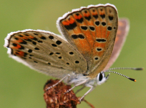 Lycaena tityrus [femmina] ? S