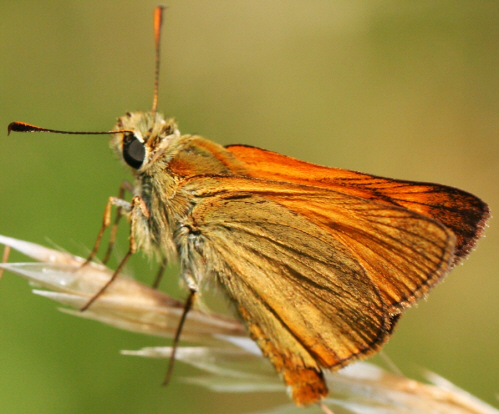 Ochlodes sylvanus ? S. maschio