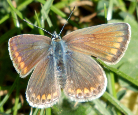 P. icarus ? S, tutti Polyommatus (Polyommatus) icarus