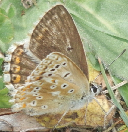 Polyommatus bellargus e Polyommatus coridon