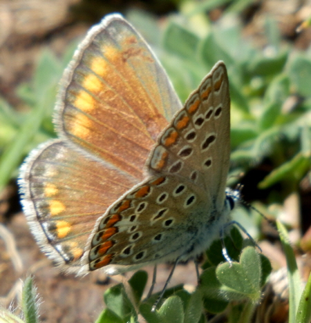 P. icarus ? S, tutti Polyommatus (Polyommatus) icarus