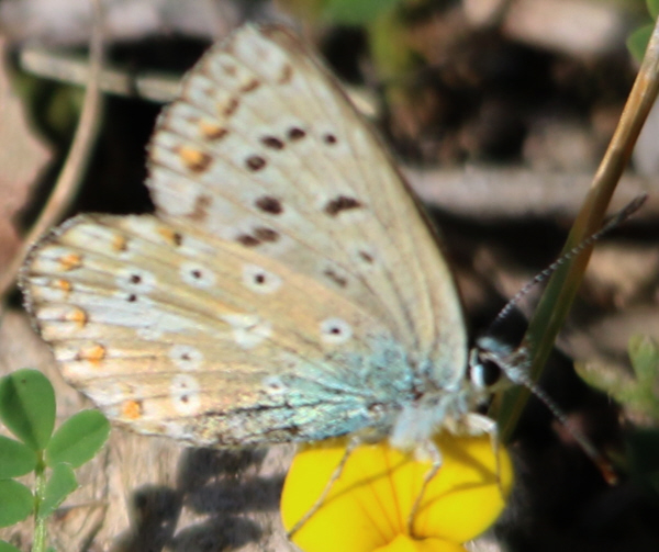 it can''t be Polyommatus hispanus but which Polyommatus? Polyommatus (Lysandra) coridon