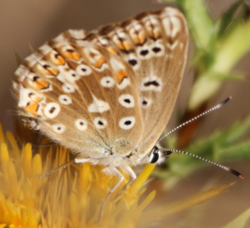 Polyommatus caelestissimus? No, Polyommatus (Lysandra) coridon