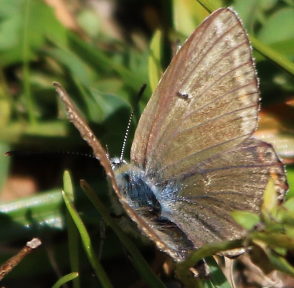 it can''t be Polyommatus hispanus but which Polyommatus? Polyommatus (Lysandra) coridon