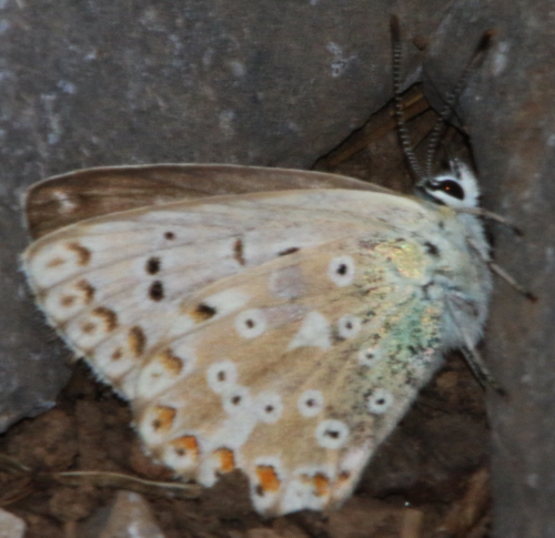 it can''t be Polyommatus hispanus but which Polyommatus? Polyommatus (Lysandra) coridon