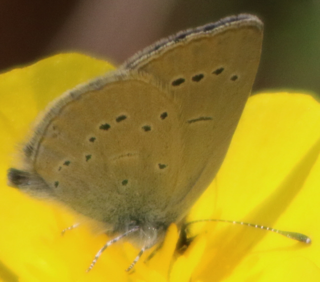 Cupido (Cupido) minimus, Polyommatus (Polyommatus) icarus, Iolana iolas