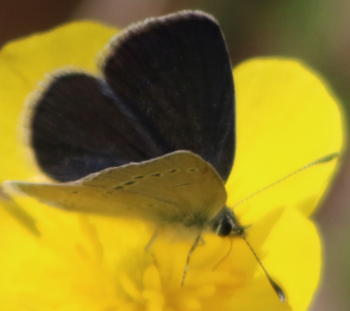 Cupido (Cupido) minimus, Polyommatus (Polyommatus) icarus, Iolana iolas