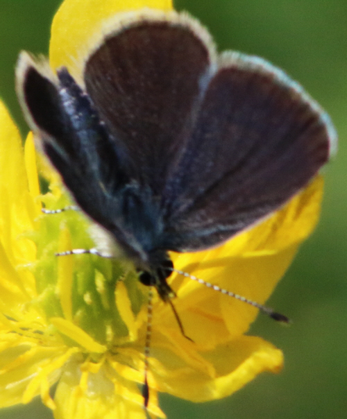 Cupido (Cupido) minimus, Polyommatus (Polyommatus) icarus, Iolana iolas