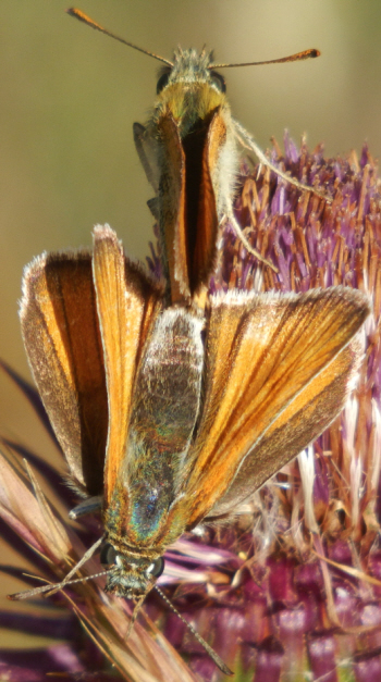 Copulano Hesperiidae, forse Thymelicus lineola? No, Thymelicus sylvestris