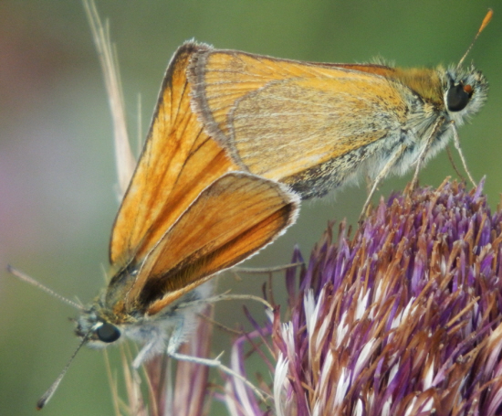 Copulano Hesperiidae, forse Thymelicus lineola? No, Thymelicus sylvestris