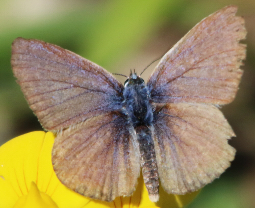 Forse Polyommatus thersites? - No, icarus