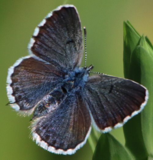 Forse Polyommatus thersites? No, Pseudophilotes baton