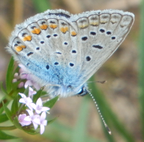 P. icarus ? S, tutti Polyommatus (Polyommatus) icarus