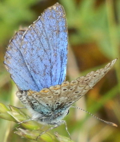 Polyommatus bellargus e Polyommatus icarus