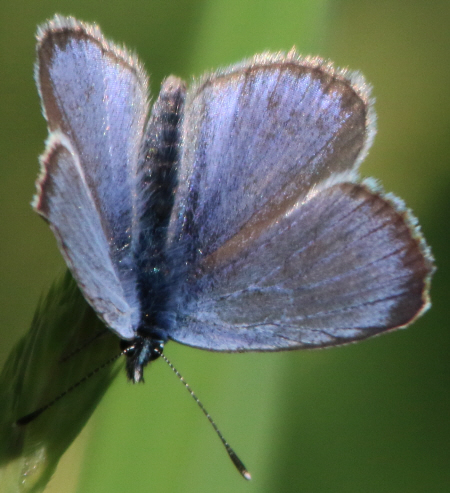 Polyommatus icarus e Plebejus sp. (cfr.)