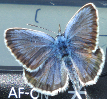 Plebejus (Plebejus) argus, Lycaenidae