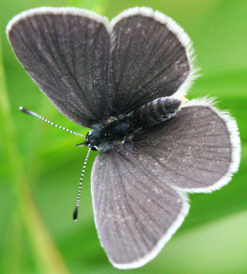 Cupido (Cupido) minimus e Cyaniris semiargus, Lycaenidae