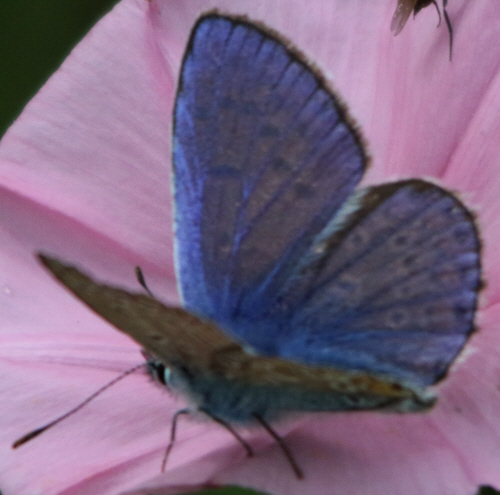 Cupido (Cupido) minimus, Polyommatus (Polyommatus) icarus, Iolana iolas