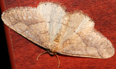 Noctuidae ma quale? No, Geometridae: Agriopis marginaria