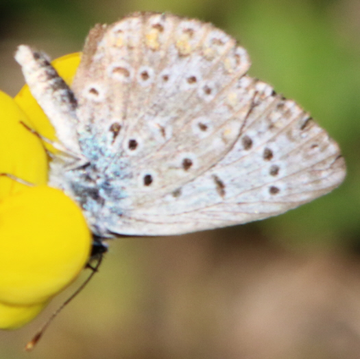 Forse Polyommatus thersites? - No, icarus