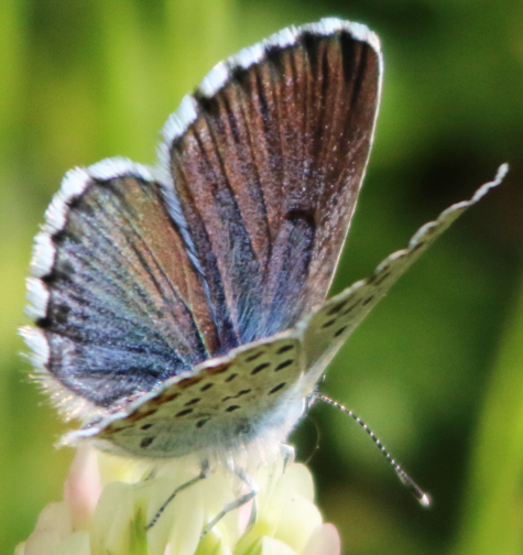 Forse Polyommatus thersites? No, Pseudophilotes baton