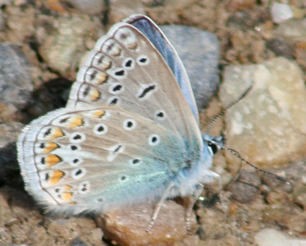 P. icarus ? S, tutti Polyommatus (Polyommatus) icarus