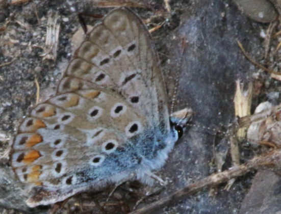 Polyommatus bellargus e Polyommatus icarus