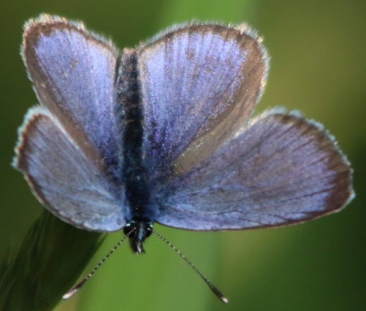 Polyommatus icarus e Plebejus sp. (cfr.)