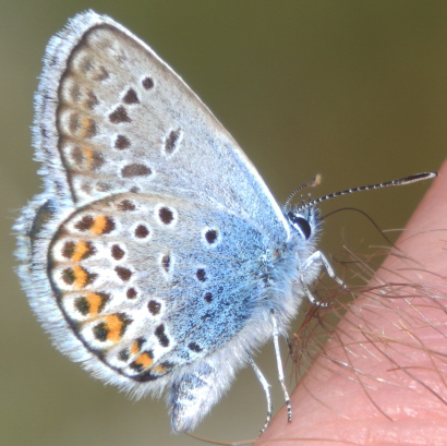 Plebejus (Plebejus) argus, Lycaenidae