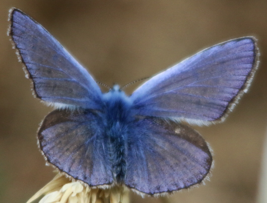 Cupido (Cupido) minimus, Polyommatus (Polyommatus) icarus, Iolana iolas