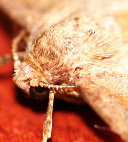 Noctuidae ma quale? No, Geometridae: Agriopis marginaria