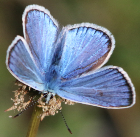 Tutti Polyommatus icarus? No, P. bellargus e P. dorylas