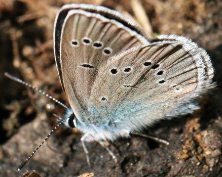 Forse Polyommatus semiargus? S, Cyaniris semiargus, Lycaenidae