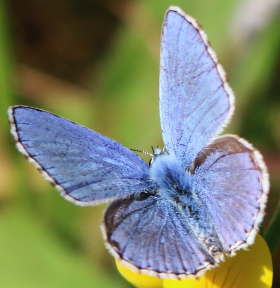 Polyommatus bellargus e Polyommatus icarus