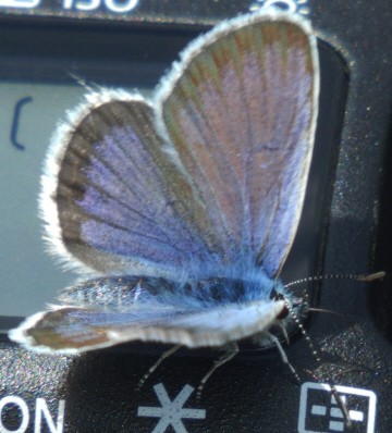 Plebejus (Plebejus) argus, Lycaenidae