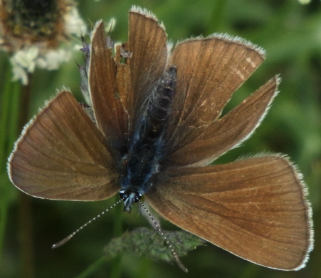 Cupido (Cupido) minimus e Cyaniris semiargus, Lycaenidae