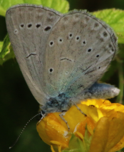 Cupido (Cupido) minimus, Polyommatus (Polyommatus) icarus, Iolana iolas