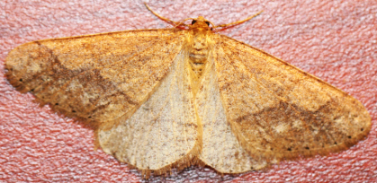 Noctuidae ma quale? No, Geometridae: Agriopis marginaria