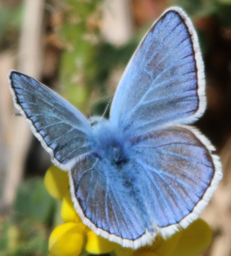 Tutti Polyommatus icarus? No, P. bellargus e P. dorylas