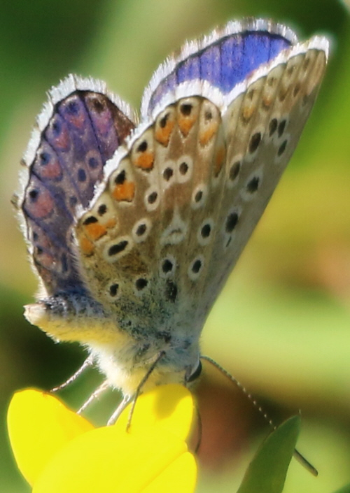 Polyommatus bellargus e Polyommatus icarus