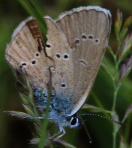 Cupido (Cupido) minimus e Cyaniris semiargus, Lycaenidae