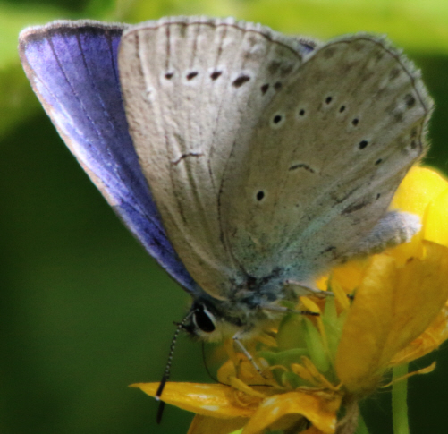 Cupido (Cupido) minimus, Polyommatus (Polyommatus) icarus, Iolana iolas