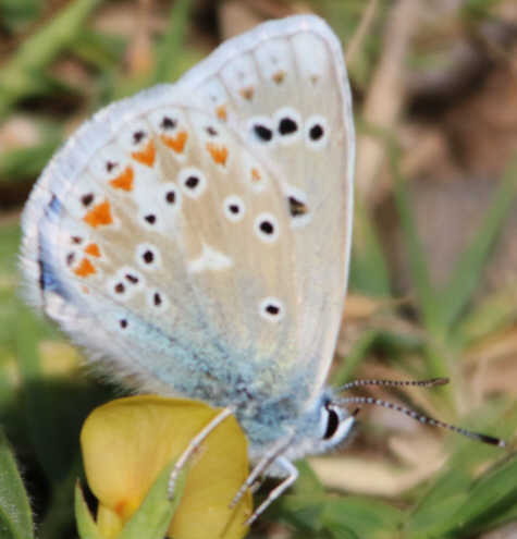 Tutti Polyommatus icarus? No, P. bellargus e P. dorylas