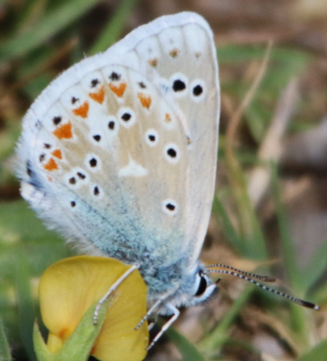 Tutti Polyommatus icarus? No, P. bellargus e P. dorylas