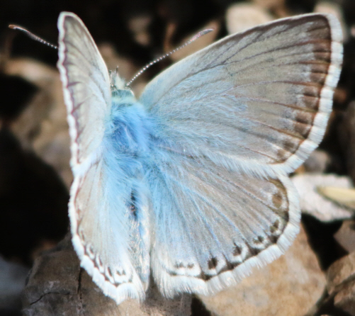 Polyommatus caelestissimus? No, Polyommatus (Lysandra) coridon